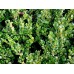 Самшит саженцы купить в Алматы в Казахстане вечнозеленый кустарник питомник растений Rostok
