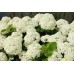 Гортензия белая саженцы купить в алматы в казахстане питомник растений rostok
