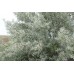 Лох узколистный джигида дерево саженцы купить в алматы отправка по казахстану питомник растений Rostok