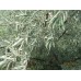 Лох узколистный джигида дерево саженцы купить в алматы отправка по казахстану питомник растений Rostok
