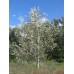тополь серебристый белый купить в алматы дерево саженцы питомник растений Rostok