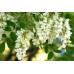  Саженцы белой акации купить в алматы питомник растений ROSTOK Низкие цены доставка посадка гарантия