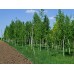 Саженцы березы обыкновенной купить в алматы ясень обыкновенный в казахстане питомник растений Rostok