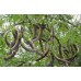 Гледичия трехколючковая купить в Алматы| Саженцы лиственных деревьев питомник Rostok