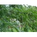 Гледичия трехколючковая купить в Алматы| Саженцы лиственных деревьев питомник Rostok