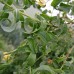 ива плакучая обыкновенная саженцы купить в алматы в казахстане питомник растений rostok 