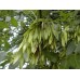 Ясень саженцы купить в алматы питомник растений Росток  лиственные деревья в Казахстане