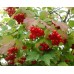 Калина красная саженцы купить в алматы в казахстане питомник растений rostok