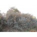 Саженцы облепихи купить в алматы дерево богатый выбор посадочного материала питомник растений Rostok