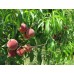 Саженцы персика купить в алматы дерево плодовые деревья и кустарники в казахстане питомник растений Rostok