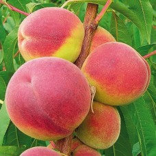 Саженцы персика купить в алматы дерево плодовые деревья и кустарники в казахстане питомник растений Rostok