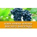 саженцы черенки винограда купить в алматы питомник растений Rostok