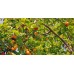 Саженцы абрикоса купить в алматы питомник растений Росток Низкие цены доставка посадка гарантия