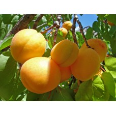 Саженцы абрикоса купить в алматы питомник растений Росток Низкие цены доставка посадка гарантия