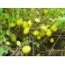  Саженцы айвы японской купить в алматы питомник растений ROSTOK Низкие цены доставка посадка гарантия