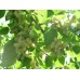 Шелковица тутовник в Алматы саженцы плодовые деревья в Казахстане питомник растений Росток