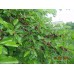 Шелковица тутовник в Алматы саженцы плодовые деревья в Казахстане питомник растений Росток