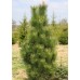 Сосна черная Pinus nigra саженцы дерево купить в алматы в казахстане питомник растений Rostok