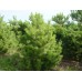 Сосна черная Pinus nigra саженцы дерево купить в алматы в казахстане питомник растений Rostok