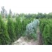 Питомник растений Rostok в Алматы хвойные плодовые лиственные деревья и кустарники 