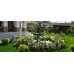 Проектирование и создание розариев посадка цветов роз в саду в Алматы услуги компании Rostok